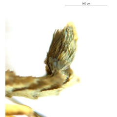 /filer/webapps/moths_gc/media/images/G/glochidia_Diphtheroptila_PT3_abdomen_ANIC.jpg