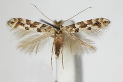 Phyllonorycter populifoliella