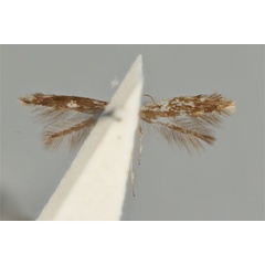 /filer/webapps/moths_gc/media/images/E/enchalcoa_Phyllonorycter_ST_ANIC31-053611_ventral.jpg