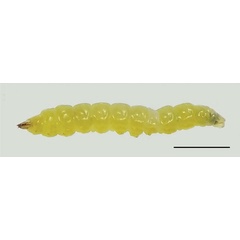 /filer/webapps/moths_gc/media/images/B/baranchikovi_Micrurapteryx_Larva3__Kirichenko-et-al_2021_147.jpg