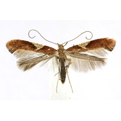 /filer/webapps/moths_gc/media/images/S/stigmatella_Caloptilia_A_Knyazev-et-al_2018_265.jpg