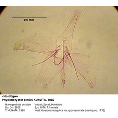 /filer/webapps/moths_gc/media/images/S/similis_Phyllonorycter_GM_HT_2809_EIHU.jpg