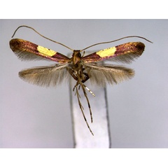 /filer/webapps/moths_gc/media/images/I/issikii_Caloptilia_PT_EIHU.jpg