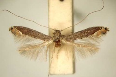 Callicercops triceros