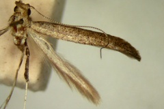 Caloptilia corrugata