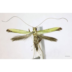 /filer/webapps/moths_gc/media/images/M/mwamba_Caloptilia_HT_NMK_LR.jpg