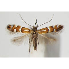 /filer/webapps/moths_gc/media/images/M/medicaginella_Phyllonorycter_A_ZSM.jpg