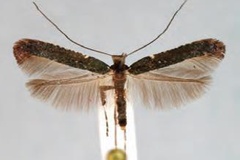 Caloptilia jurateae
