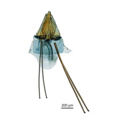/filer/webapps/moths_gc/media/images/A/acrobaphes_Epicephala_GF_ANIC.jpg