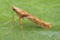 Caloptilia hemidactylella