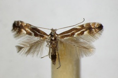 Phyllonorycter salictella