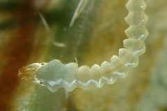 Cactivalva nebularia
