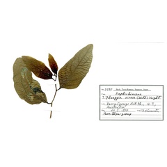 /filer/webapps/moths_gc/media/images/B/breynella_Diphtheroptila_PT1_host-plant_ANIC.jpg