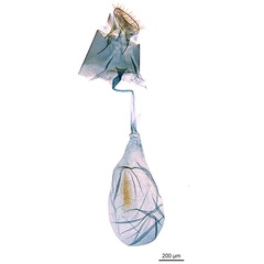/filer/webapps/moths_gc/media/images/H/habrophanes_Cuphodes_LT_GF_ANIC.jpg