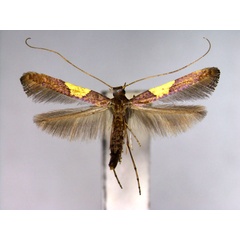 /filer/webapps/moths_gc/media/images/T/theivora_Caloptilia_A_EIHU.jpg