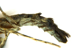 Diphtheroptila oxyloga
