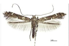 Caloptilia triadicae