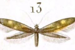 Euspilapteryx plumbella
