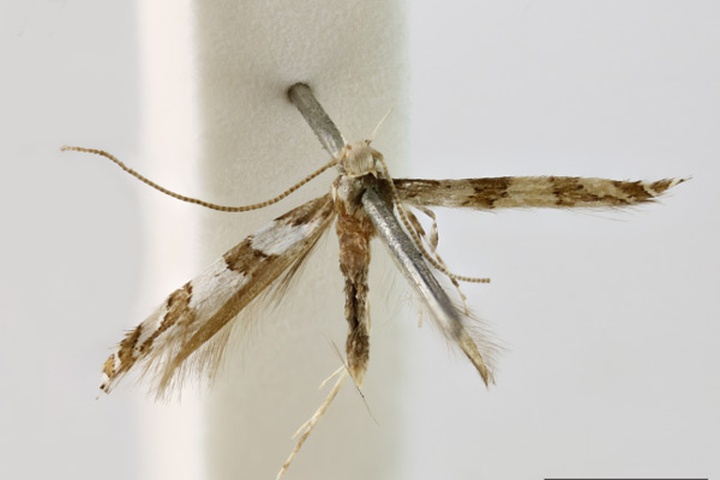 /filer/webapps/moths_gc/media/images/A/argocosma_Acrocercops_ST_1404558_BMNH.jpg