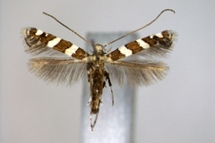 Telamoptilia prosacta