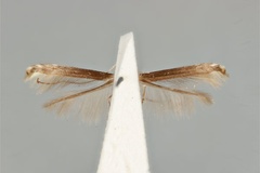 Acrocercops chalcea
