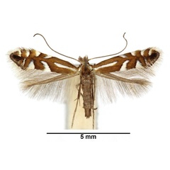 /filer/webapps/moths_gc/media/images/J/junoniella_Phyllonorycter_M_WDP..jpg