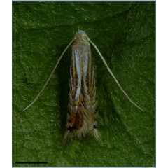 /filer/webapps/moths_gc/media/images/H/hemera_Phyllocnistis_PT_Fochezato-et-al_2018_59.jpg