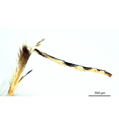 /filer/webapps/moths_gc/media/images/X/xerocarpa_Epicephala_HT_leg_ANIC.jpg