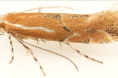 Phyllonorycter celtisella