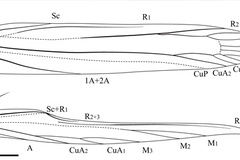 Caloptilia aesculi