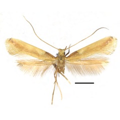 /filer/webapps/moths_gc/media/images/A/augeas_Caloptilia_PT_RMNH.INS.25560_Guiguet_2026_118.jpg