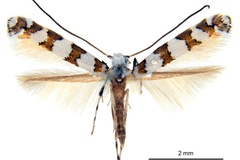 Gibbovalva lambertiae