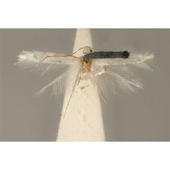 /filer/webapps/moths_gc/media/images/C/candida_Acrocercops_HT_ANIC31-036699_dorsal.jpg