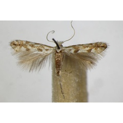 /filer/webapps/moths_gc/media/images/A/apparella_Phyllonorycter_A_ZSM_2.jpg