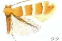 Phyllonorycter tritaenianella