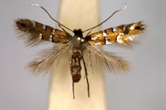 Phyllonorycter melacoronis