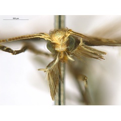 /filer/webapps/moths_gc/media/images/O/oxyloga_Diphtheroptila_AM_head1_NULT024939.jpg