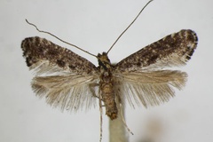 Parornix petiolella