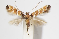 Cameraria hikosanensis