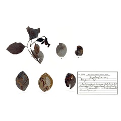 /filer/webapps/moths_gc/media/images/B/breynella_Diphtheroptila_PT5_host-plant_ANIC.jpg