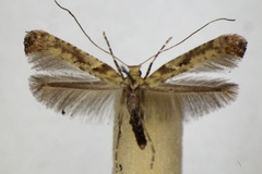 Caloptilia semifascia