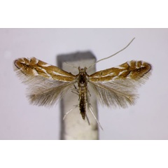 /filer/webapps/moths_gc/media/images/L/leucographella_Phyllonorycter_A_BMNH.jpg