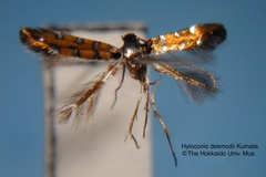 Hyloconis desmodii