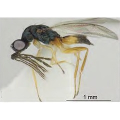 /filer/webapps/moths_gc/media/images/I/issikii_Phyllonorycter_Pnigalio_soemius_Kosheleva_et_al._2022_12.jpg