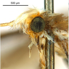 /filer/webapps/moths_gc/media/images/P/philippa_Epicephala_PT8_head2_ANIC.jpg