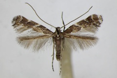 Leucospilapteryx omissella