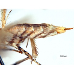 /filer/webapps/moths_gc/media/images/X/xerocarpa_Epicephala_HT_abdomen_ANIC.jpg