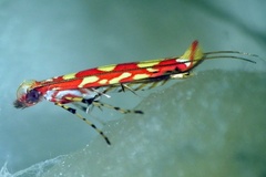 Macarostola zehntneri