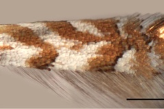Phyllonorycter pastorella