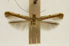 Caloptilia xanthochiria